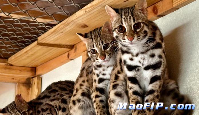 猫传染性腹膜炎的预防措施