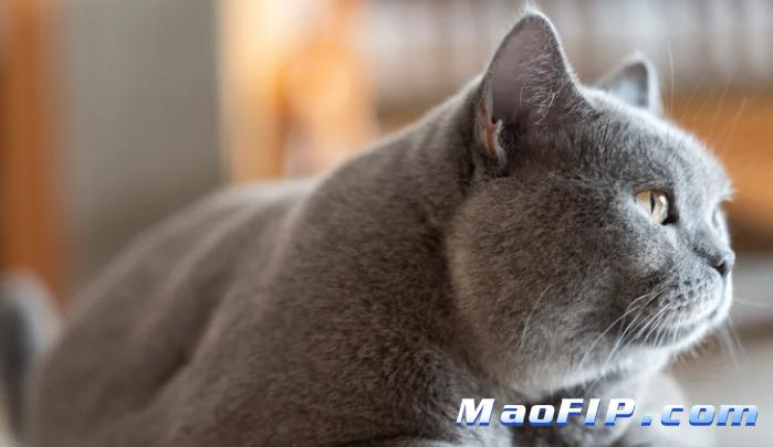 441猫传腹治愈率