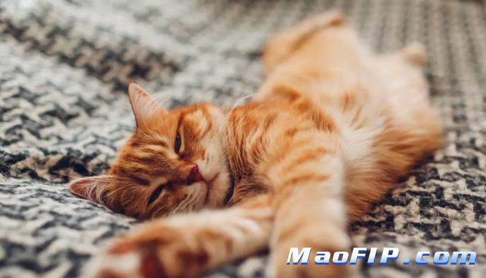 猫传腹的常见实验室检查