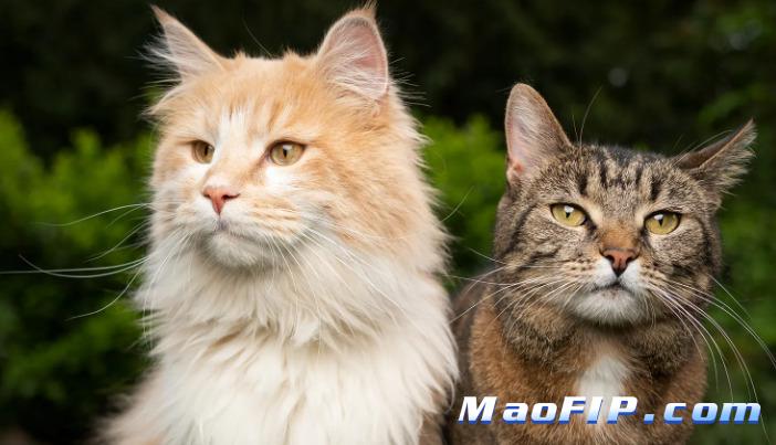 猫传腹传染给别的猫的几率大吗