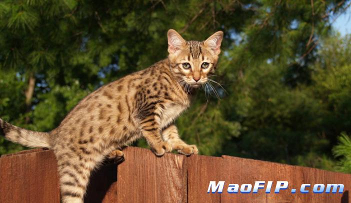 猫传染性腹膜炎的体液检测