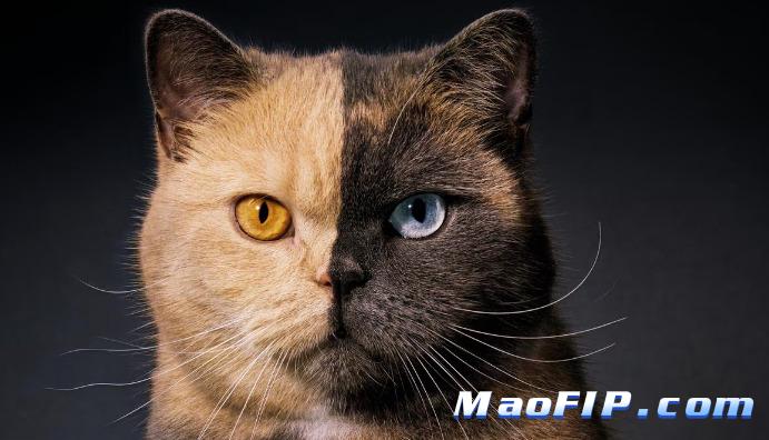 猫传腹打441多久肚子会变小