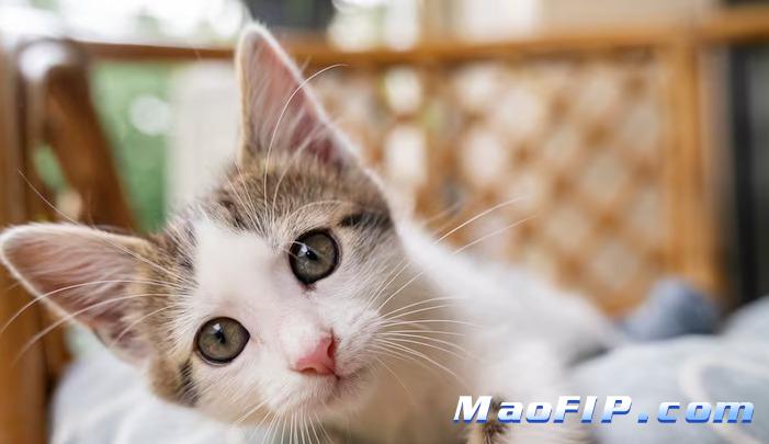 猫传腹是不是和免疫力有关