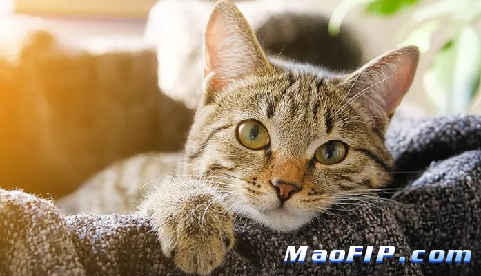 猫传染性腹膜炎会出现黄疸吗