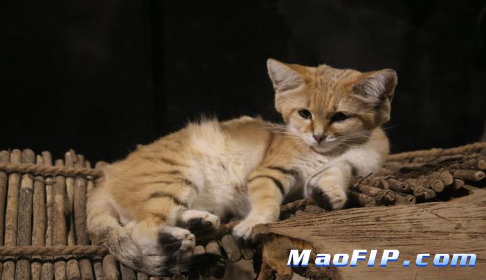 猫传腹还能治好吗