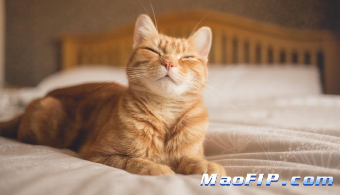 猫传腹国产药和进口药区别