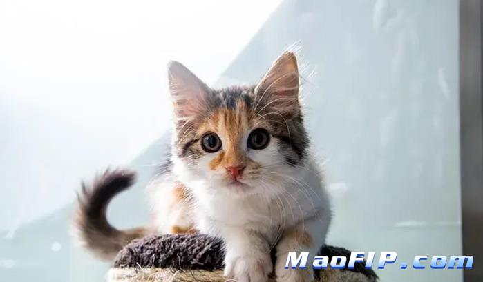 猫传腹441什么牌子比较好