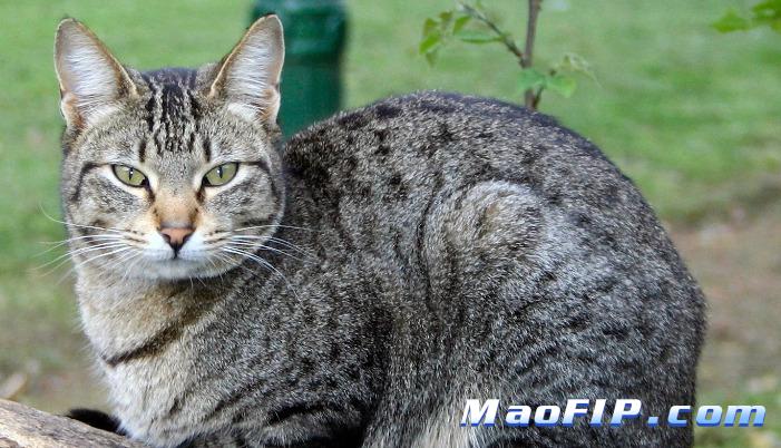 猫传腹的猫砂盆消毒后能用吗