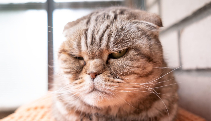 猫传腹到底能不能治好 真实猫主人治疗经历