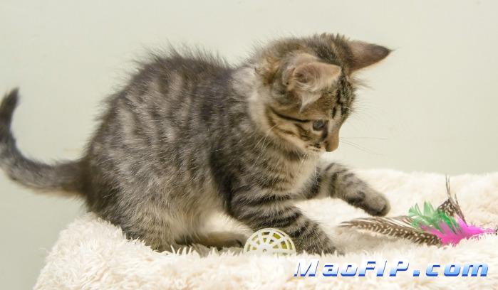 猫传染性腹膜炎(FIP)打了GS-441524一周痊愈