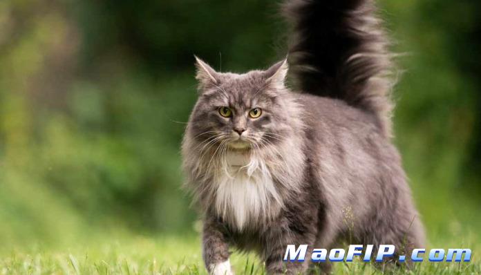 猫传腹用药期间如何观察病情