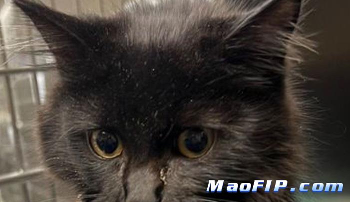 猫传腹是怎么回事