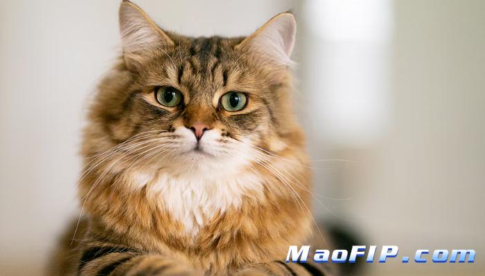 猫传腹和寄生虫病怎么分辨