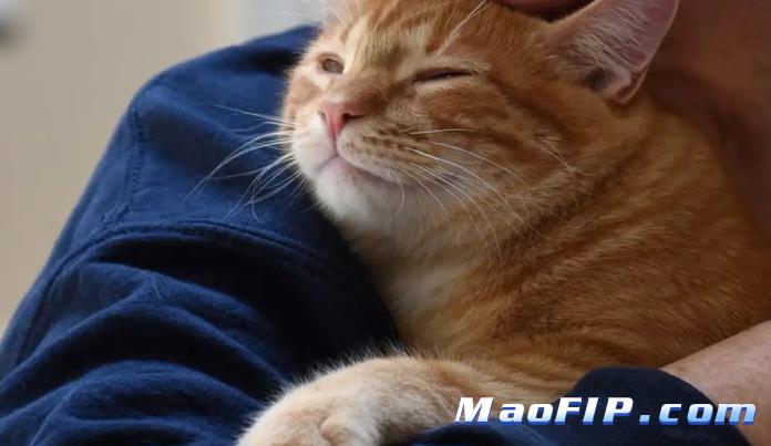 猫传腹打441一般复发是几天