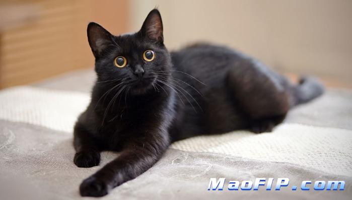 猫传腹(FIP)得多少钱