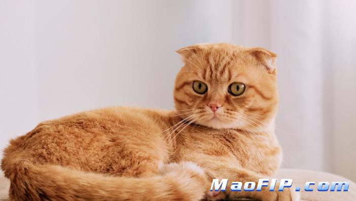 猫传染性腹膜炎(FIP)能治好吗得花多少钱啊