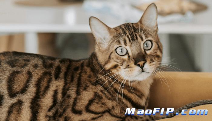 猫传腹可以通过人传染给其他猫吗