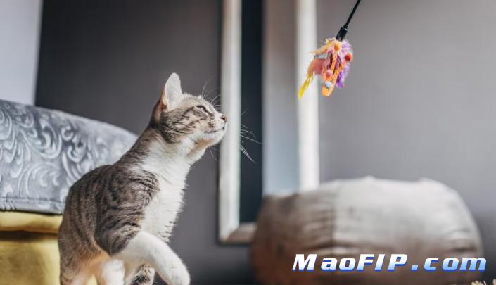 猫传腹的传染源