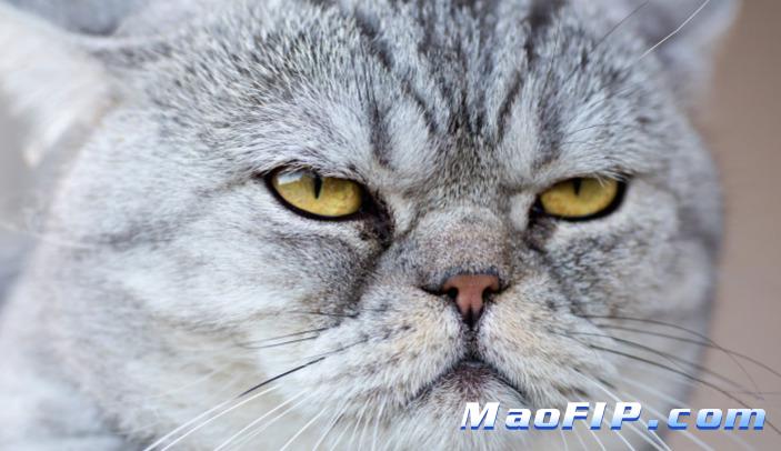 猫传腹能否治愈