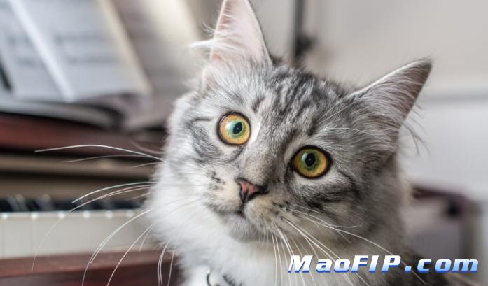 湿性猫传腹如何治疗