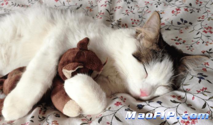 猫传腹现在用什么药治疗效果最好