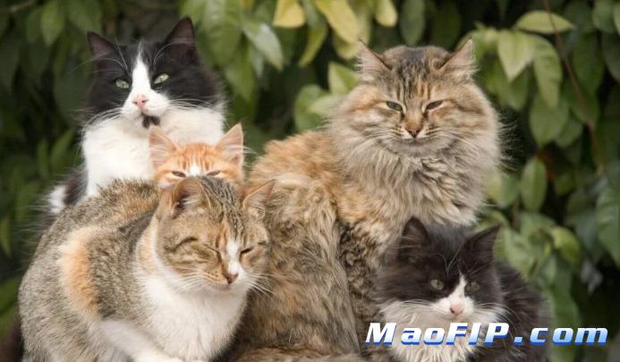 猫传染性腹膜炎流行病学