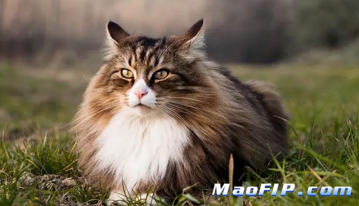 猫咪传腹诊断结果出来后该怎么办