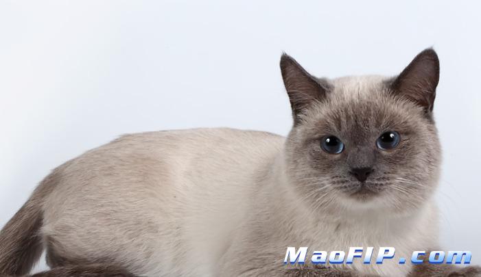 如何提高猫咪免疫力防止传腹