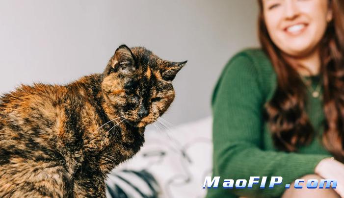 猫咪怎样得猫传腹