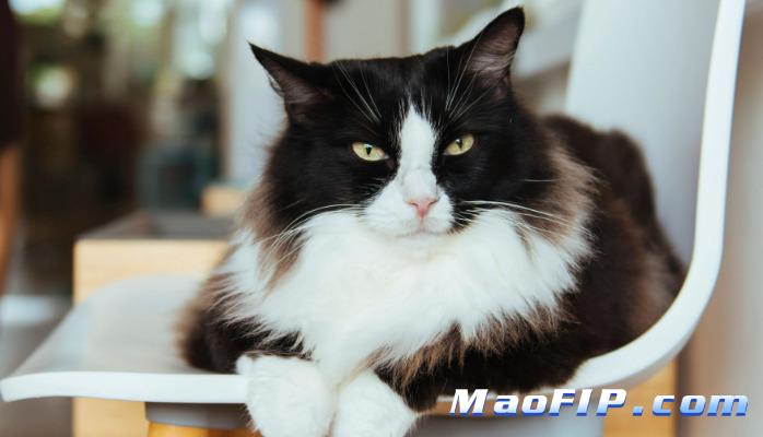 猫传腹猫咪能晒太阳吗