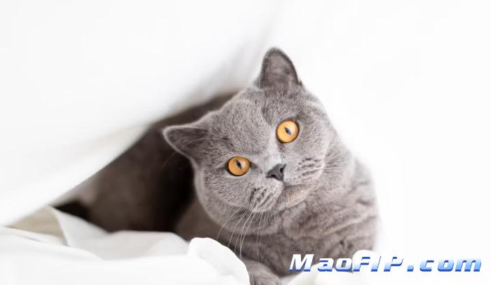 猫传腹检查一次多少钱