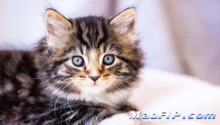 猫传腹用药后需要复查哪些项目