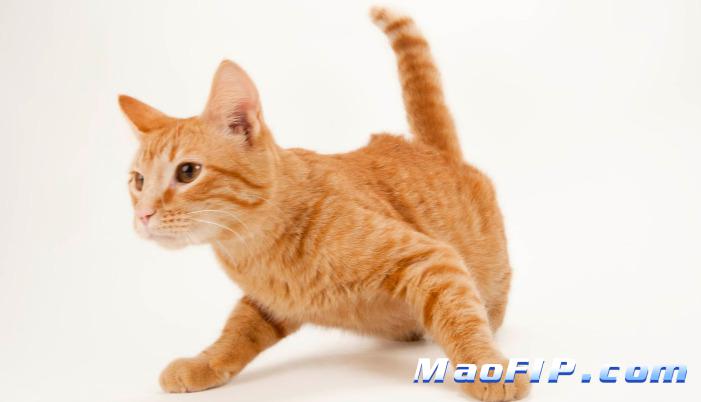 猫传腹治疗失败怎么办