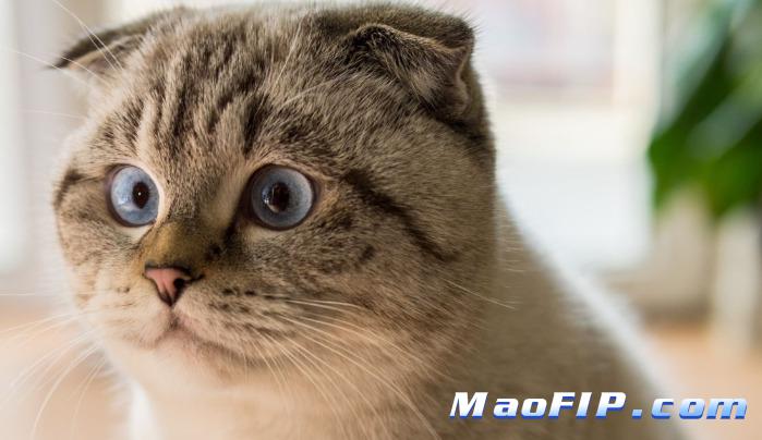 猫传腹治疗期间猫咪会难受吗