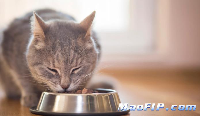 猫咪检查前需要禁食吗