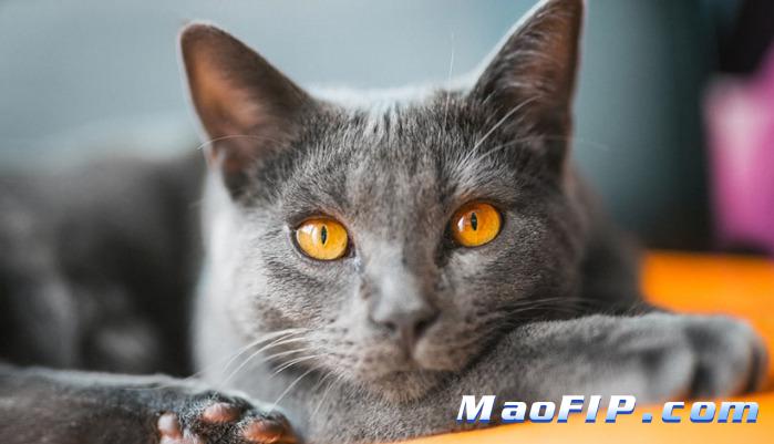 猫咪状态时好时坏是不是传腹