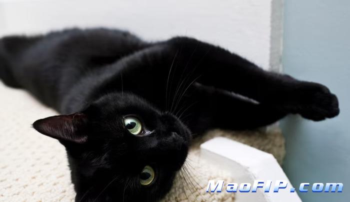 什么原因会导致猫得猫传腹