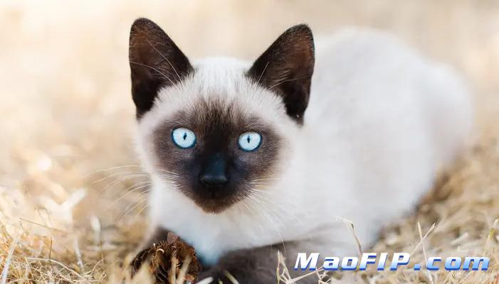 猫传腹(FIP)打GS-441524多久肚子会变小