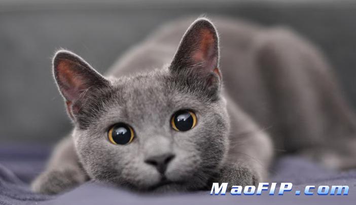 猫传腹需要增加维生素吗