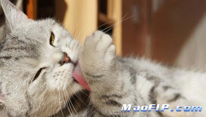 猫传腹441怎么买