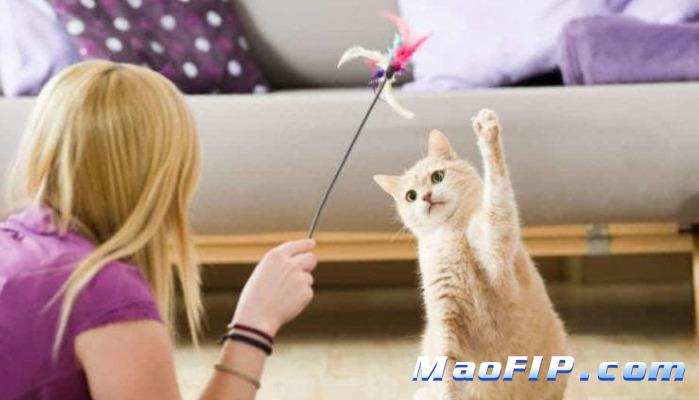 猫传腹国产药一支多少钱