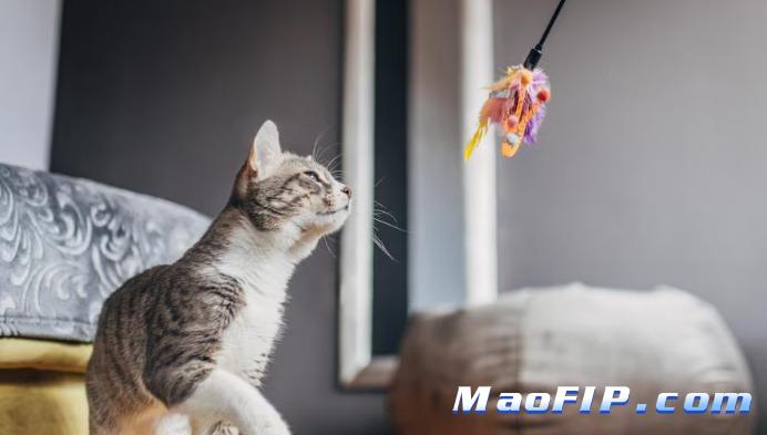 猫传腹会传染给其他猫吗