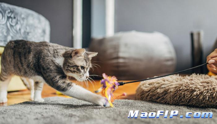 猫传染性腹膜炎病程描述正确的是