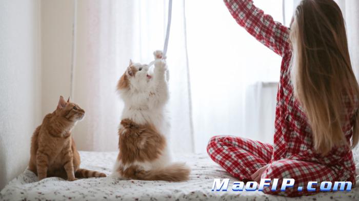 猫传腹打了441突然不吃东西