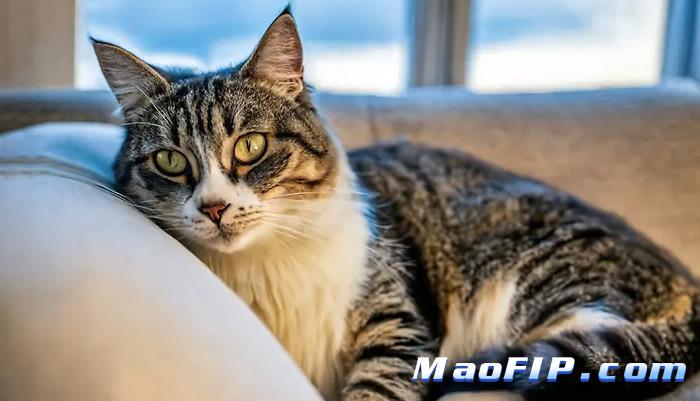 猫传腹治疗失败后还有机会吗