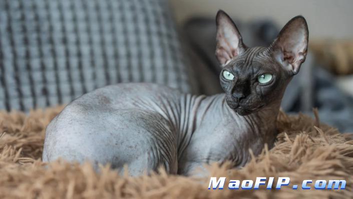 猫传腹用什么药