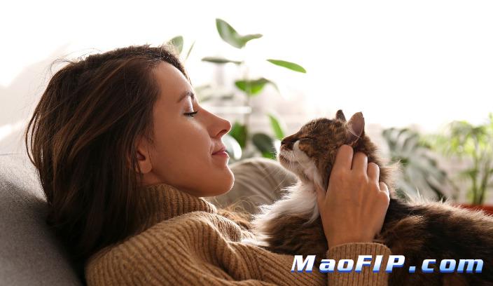 猫传腹是什么病现象