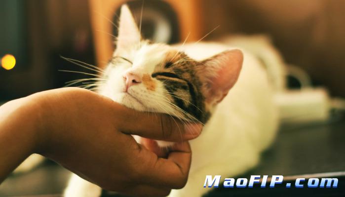 猫传染性腹膜炎病毒有哪些症状