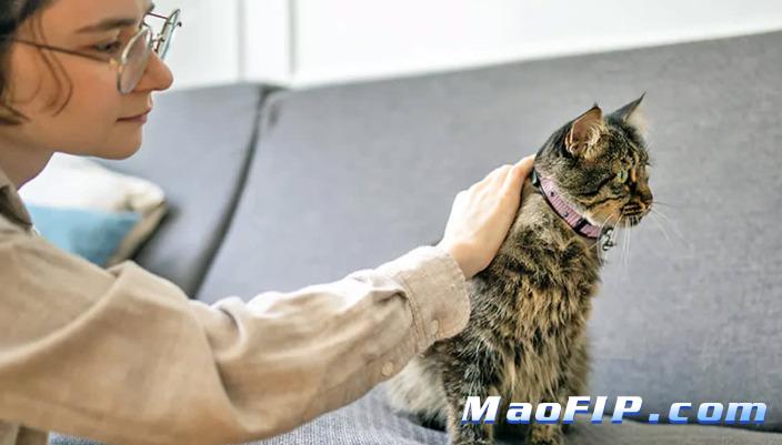 猫传染性腹膜炎的诊断依据有哪些