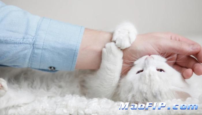 猫咪出现哪些症状要尽快就医